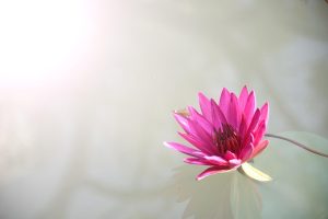 Official Lotus365 Review India Review 2027: Bonus, App, Withdrawal Tested
